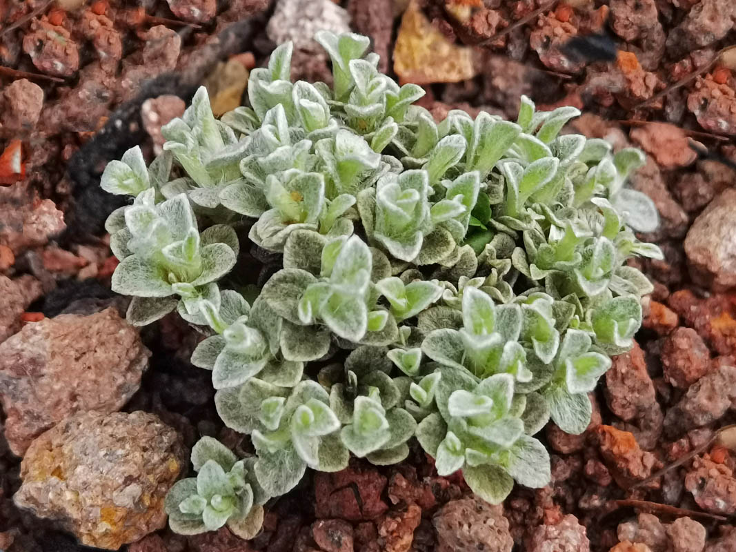 Helichrysum pagophilum